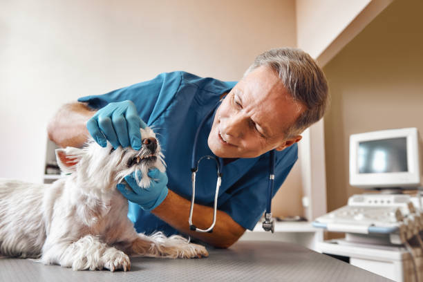Best Emergency Dentist for Knocked-Out Tooth in Melrose Park, NY